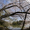大池公園の桜