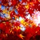 紅い葉
