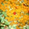 late in autumn no.67