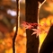 late in autumn no.68