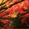 late in autumn no.69