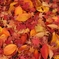 late in autumn no.71