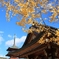 late in autumn no.72