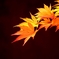 late in autumn no.77