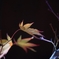 late in autumn no.78