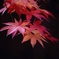 late in autumn no.79