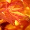 late in autumn no.80
