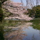 大池公園の桜