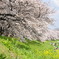 ２０１０桜