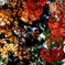 初紅葉狩り