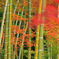 京都に紅葉を見に行こう