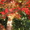紅葉2015.11.21