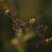 sticky insects
