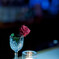 Light and Rose.