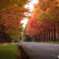 green road　Ⅳ