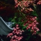 紅
