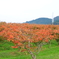 柿紅葉