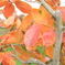 柿紅葉