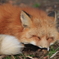 キツネ