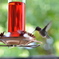 Hummingbird!!