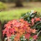 紅葉