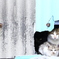 隠れ猫