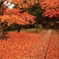 中尊寺　紅葉