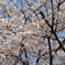 桜満開！！