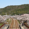 桜沿線