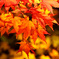 晩秋の紅葉
