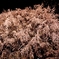夜桜１