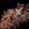 夜桜２