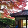 山門と紅葉