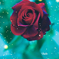 紅薔薇は大人の香り。。