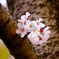 Cherryblossom