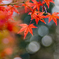 輝く紅葉