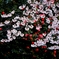 桜と椿