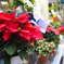 poinsettia