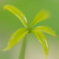 芽生え