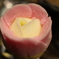 秋田に咲く花「ババヘラ」