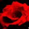 Red Rose