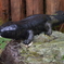 サンショウオの水鉄砲