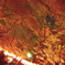 上野夜桜