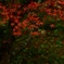 紅葉 2