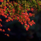 紅く輝く