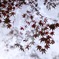 静かな紅葉