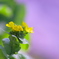 投稿　403　野菜