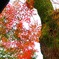 源法院の紅葉