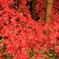 竹紅葉