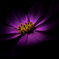 COLOR OF FLOWER